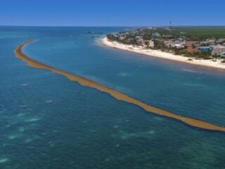 Mexico Navy Will Install Over 30 Miles Of Sargassum Barriers In Cancun & Riviera Maya