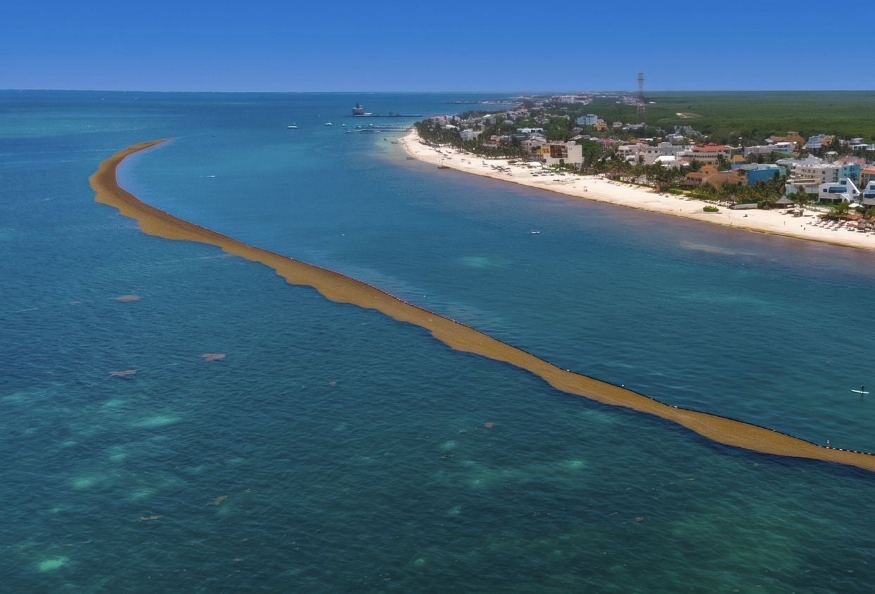 Mexico Navy Will Install Over 30 Miles Of Sargassum Barriers In Cancun & Riviera Maya