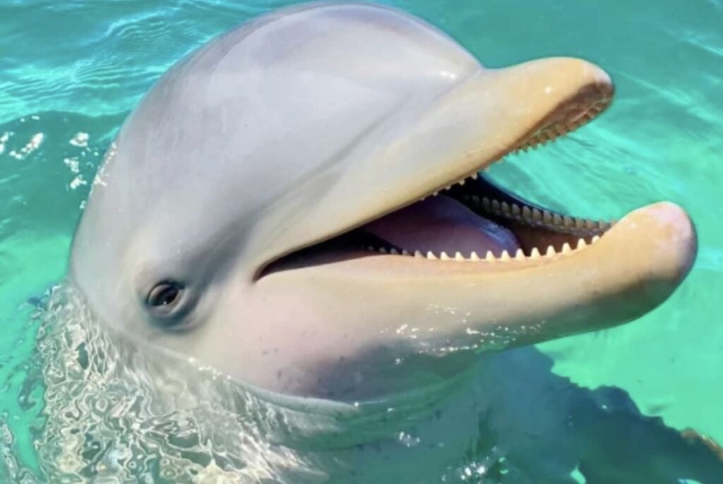 Famous Cancun Dolphin Mincho Who Inspired Laws Against Captivity Has Died