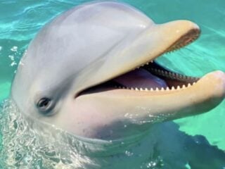 Famous Cancun Dolphin Mincho Who Inspired Laws Against Captivity Has Died