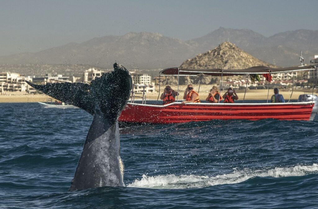 Humpback-whale-tour-boat