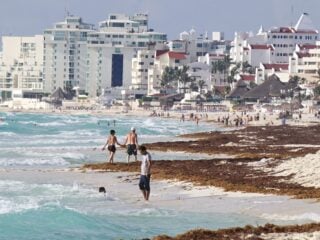 Sargassum Season Coming To And End In Cancun Here's What To Expect This Month